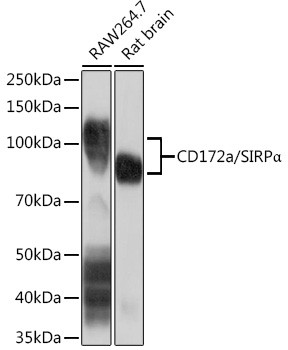 SIRP alpha Antibody in Western Blot (WB)
