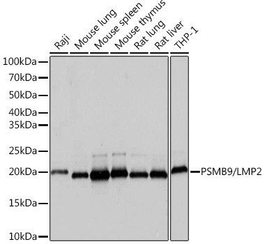 PSMB9 Antibody in Western Blot (WB)