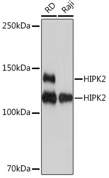 HIPK2 Antibody in Western Blot (WB)