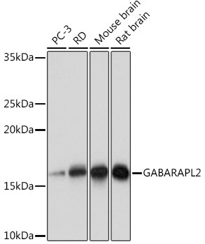 GABARAPL2 Antibody in Western Blot (WB)