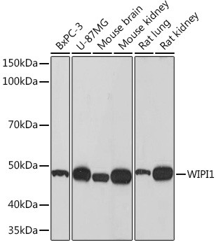 WIPI1 Antibody in Western Blot (WB)