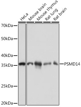 PSMD14 Antibody in Western Blot (WB)