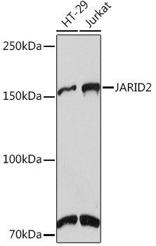 JARID2 Antibody in Western Blot (WB)