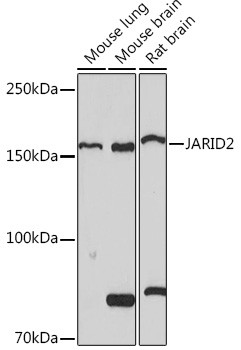 JARID2 Antibody in Western Blot (WB)