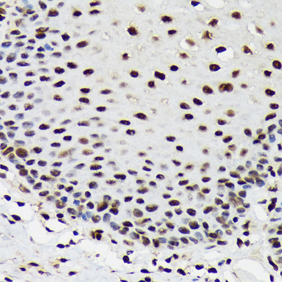 SF3B3 Antibody in Immunohistochemistry (Paraffin) (IHC (P))