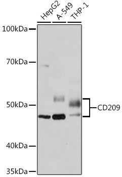 DC-SIGN Antibody in Western Blot (WB)