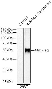 Myc Tag Antibody in Western Blot (WB)