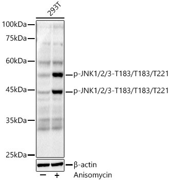 Phospho-JNK1/JNK2/JNK3 (Thr183, Thr221) Antibody in Western Blot (WB)