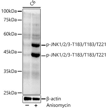 Phospho-JNK1/JNK2/JNK3 (Thr183, Thr221) Antibody in Western Blot (WB)