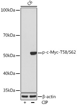 Phospho-c-Myc (Thr58, Ser62) Antibody in Western Blot (WB)