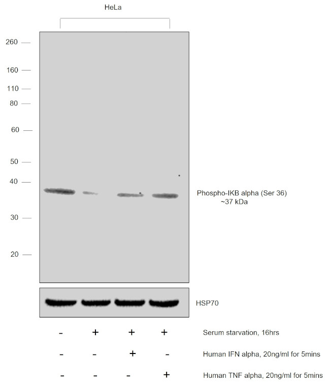 Phospho-IkB alpha (Ser36) Antibody