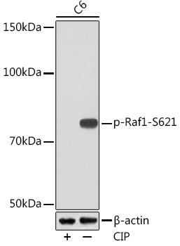 Phospho-c-Raf (Ser621) Antibody in Western Blot (WB)