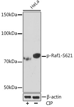 Phospho-c-Raf (Ser621) Antibody in Western Blot (WB)