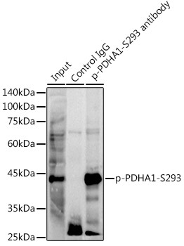 Phospho-PDHA1 (Ser293) Antibody in Immunoprecipitation (IP)