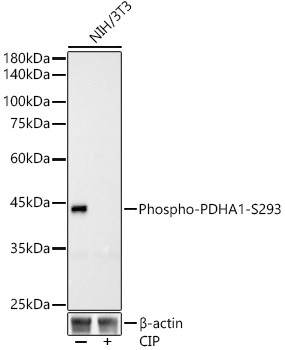 Phospho-PDHA1 (Ser293) Antibody in Western Blot (WB)