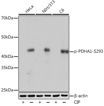 Phospho-PDHA1 (Ser293) Antibody in Western Blot (WB)