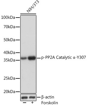 Phospho-PP2A alpha (Tyr307) Antibody in Western Blot (WB)