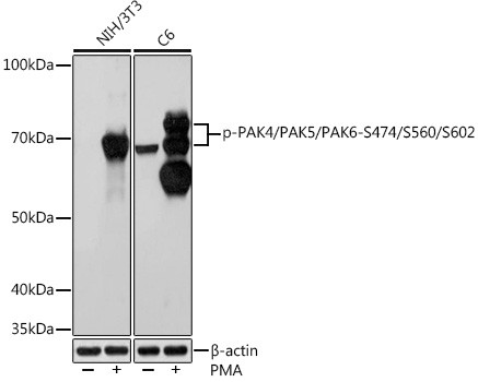 Phospho-PAK4/6/7 (Ser474, Ser602, Ser560) Antibody in Western Blot (WB)