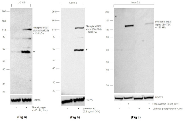 Phospho-IRE1 alpha (Ser724) Antibody in Western Blot (WB)