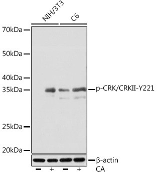 Phospho-Crk (Tyr221) Antibody in Western Blot (WB)