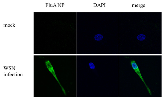 Influenza A H1N1 NP Antibody in Immunocytochemistry (ICC/IF)