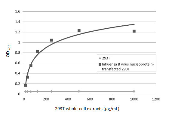 Influenza B NP Antibody in ELISA (ELISA)