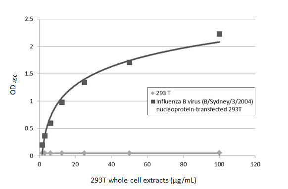 Influenza B NP Antibody in ELISA (ELISA)