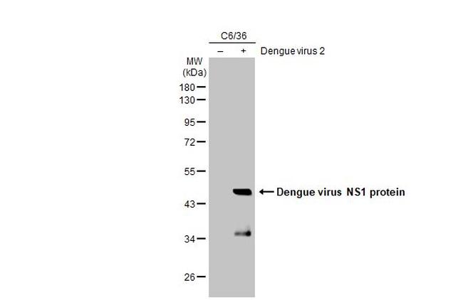 Dengue Virus Type 2 NS1 Antibody in Western Blot (WB)