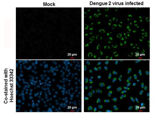 Dengue Virus Type 2 NS1 Antibody in Immunocytochemistry (ICC/IF)