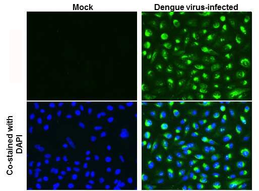 Dengue Virus Type 2 Capsid Antibody in Immunocytochemistry (ICC/IF)