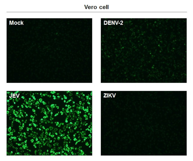 Japanese Encephalitis Virus NS1 Antibody in Immunocytochemistry (ICC/IF)