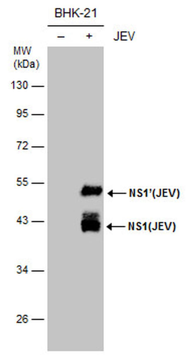 Japanese Encephalitis Virus NS1 Antibody in Western Blot (WB)