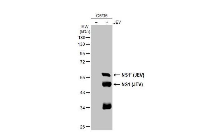 Japanese Encephalitis Virus NS1 Antibody in Western Blot (WB)