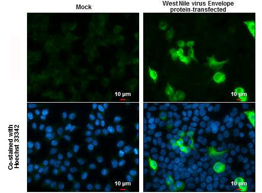 West Nile Virus Envelope Antibody in Immunocytochemistry (ICC/IF)