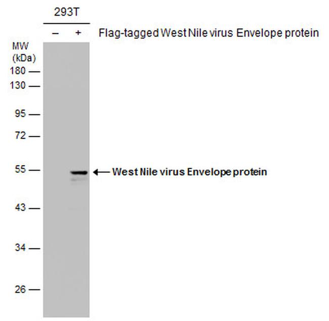 West Nile Virus Envelope Antibody in Western Blot (WB)