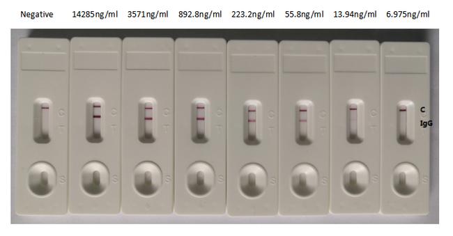 SARS-CoV-2 Spike Protein S1 Chimeric Antibody in Lateral Flow (LF)