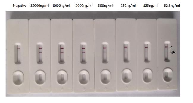 SARS-CoV-2 Nucleocapsid Chimeric Antibody in Lateral Flow (LF)