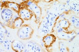 SARS/SARS-CoV-2 Spike Protein S2 Antibody in Immunohistochemistry (Paraffin) (IHC (P))