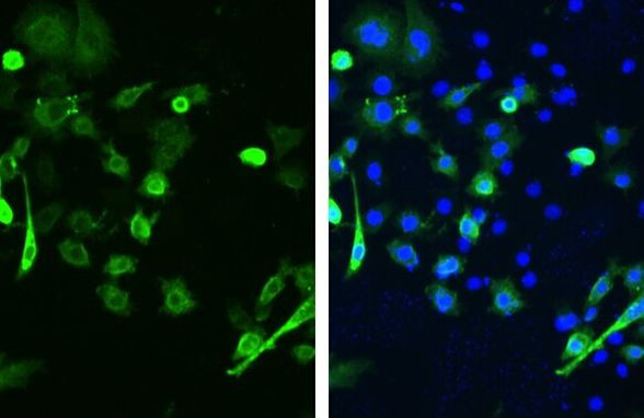 SARS/SARS-CoV-2 Spike Protein S2 Antibody in Immunocytochemistry (ICC/IF)