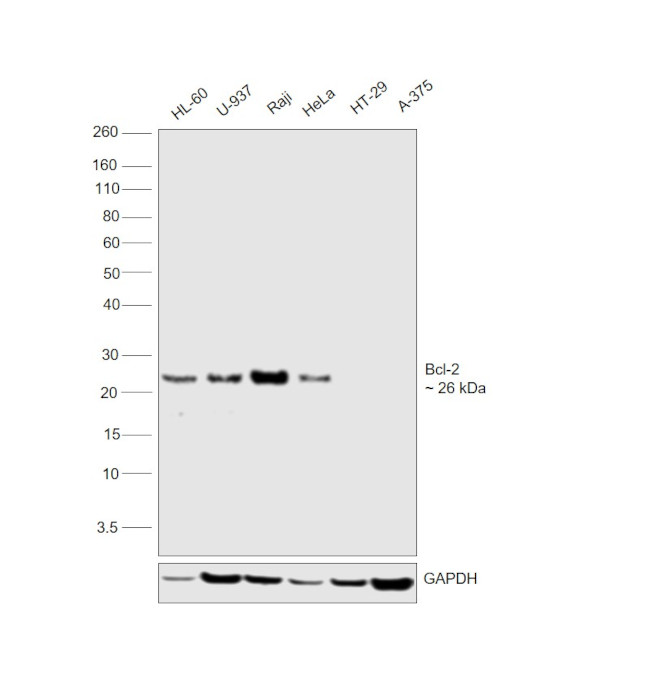 Bcl-2 Antibody in Western Blot (WB)