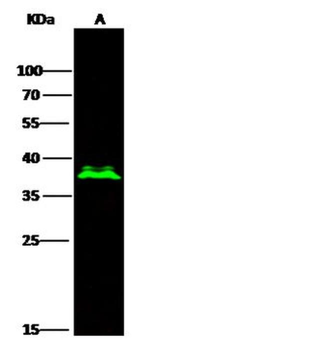 OLIG2 Antibody in Western Blot (WB)