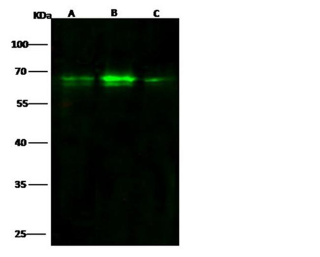 BDP Antibody in Western Blot (WB)