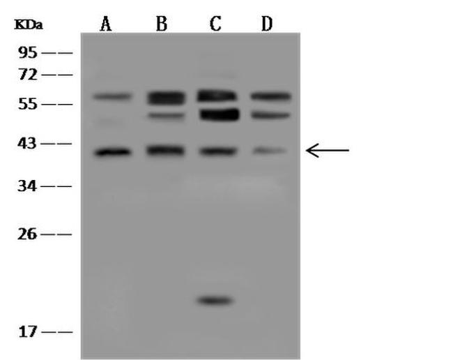 p38 MAPK alpha Antibody in Western Blot (WB)