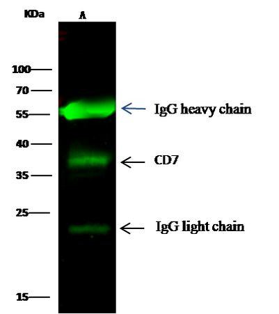 CD7 Antibody in Immunoprecipitation (IP)