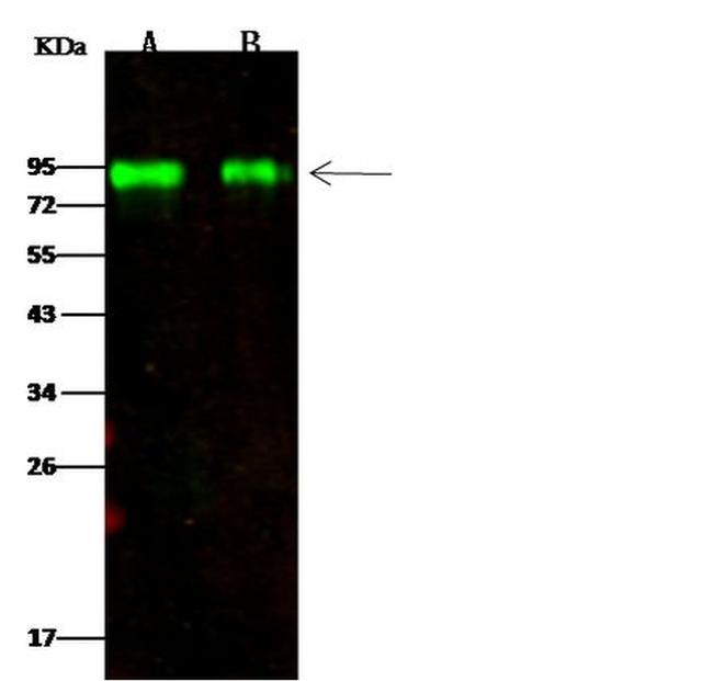 Influenza H1N1 HA (A/California/07/2009) Antibody in Western Blot (WB)