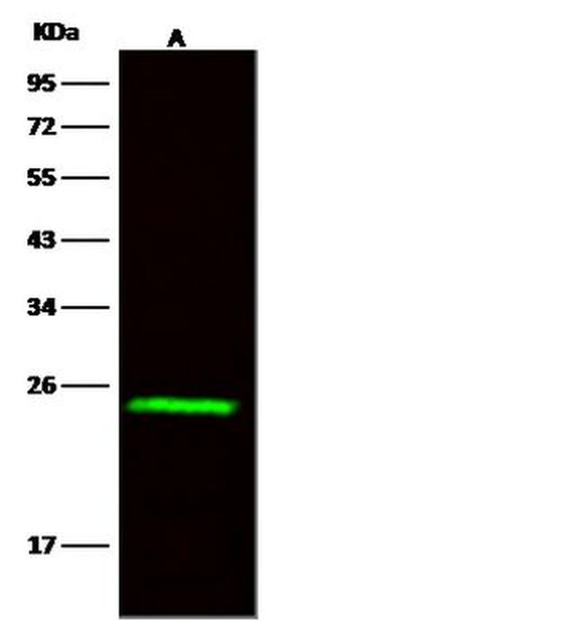 Flavin reductase Antibody in Western Blot (WB)