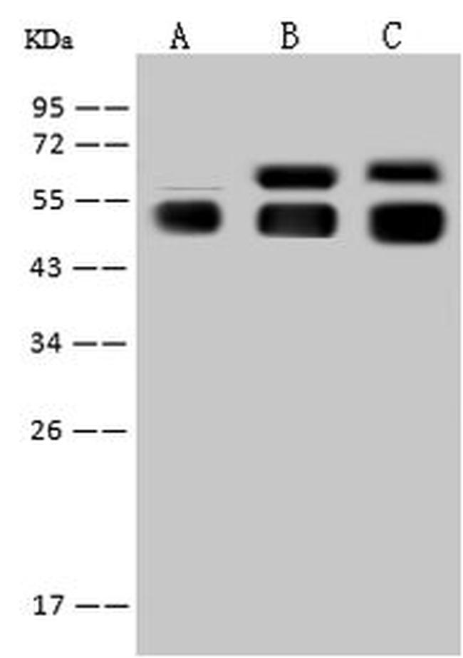 Angiotensinogen Antibody in Western Blot (WB)