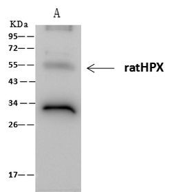 Hemopexin Antibody in Immunoprecipitation (IP)