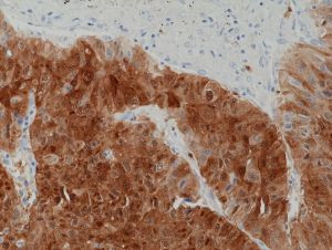 Arginase 1 Antibody in Immunohistochemistry (Paraffin) (IHC (P))