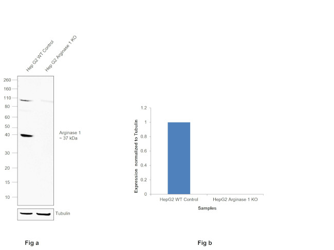 Arginase 1 Antibody